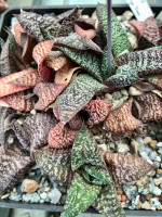 Gasteria ellaphiae, IB 9985 Near Kouga Dam