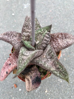 Gasteria ellaphiae, long leaf, IB 9990 Kouga