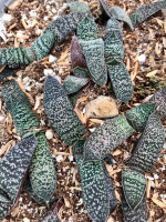 Gasteria ellaphiae, IB 8357, TL, Kouga Dam