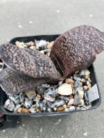 Gasteria excelsa, CG 89