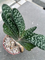Gasteria maculata, Eastern Cape