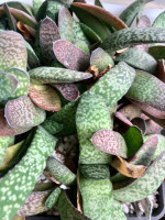 Gasteria Vlockii, IB 9997, Waboomsberge