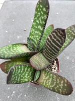 Gasteria carinata, RH 1044, 26 Km SSE of Oudtshorn