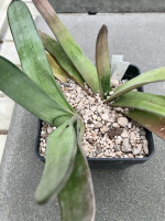 Gasteria bicolor, cv. Brightgreen