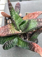 Gasteria carinata v. glabra, EA 1220, Klein-Brakrivier