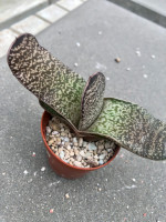 Gasteria disticha, CG 232, Dwyka River Walley
