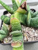 Gasteria carinata, IB 8919, Green Heaven