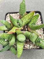 Gasteria carinata, RH 1044, 26 Km SSE of Oudtshorn