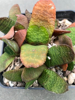Gasteria carinata v. retusa (nitida), SS 1013, CG 09.2, 6 km S of Hankey