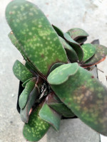 Gasteria pillansii v. hallii, CG 118, 19 km SW of Steinkopp Rogerston