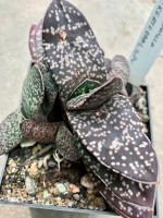Gasteria brachyphylla, CG 264, Ockertskraal