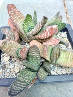 Gasteria carinata v. carinata Oude Vloer, NE of Albertinia, EA 1240