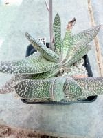 Gasteria carinata v. verucosa, IB 8327, Herbetsdale