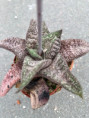 Gasteria ellaphiae, long leaf, IB 9990 Kouga