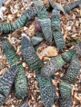 Gasteria ellaphiae, IB 8357, TL, Kouga Dam