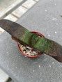 Gasteria carinata var. retusa, Hankey