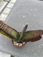 Gasteria carinata, IB 13762, north of the N2 highway at Hartenbosch