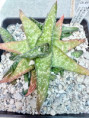 /products/gasteria-carinata-40-km-ssw-of-swellendam-n-malgas-cg-233/