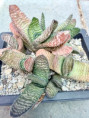 /products/gasteria-carinata-v-carinata-oude-vloer-ne-of-albertinia-ea-1240/