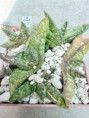 /products/gasteria-carinata-1-klon-se-roiberg-weinery-near-robertson-ib-10015/