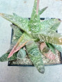 /products/gasteria-carinata-rh-1029-rooikloof/